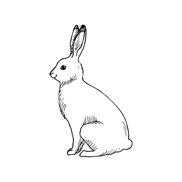 Illustration in hare Art Ink Style