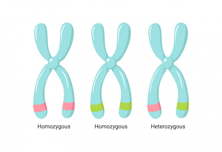 Vector  illustration of heterologous and homologous chromosomes