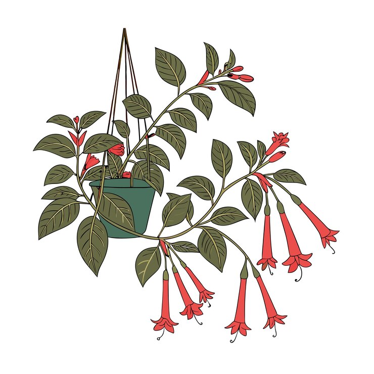 Vector illustration of houseplant in a pot