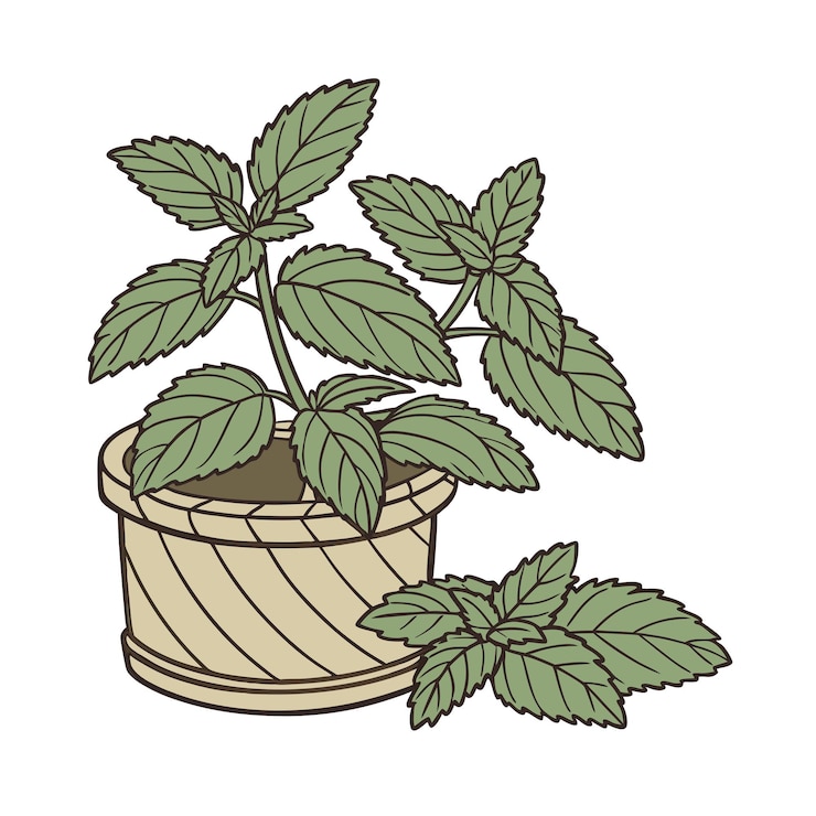 Vector illustration of houseplant in a pot
