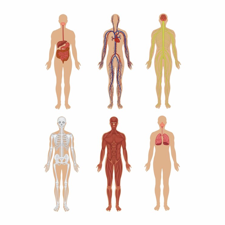 Vector illustration of human body systems including nervous skeletal and digestive anatomy