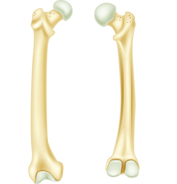 Vettore illustrazione dell'anatomia dell'osso umano