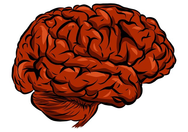 Vector illustration of a human brain