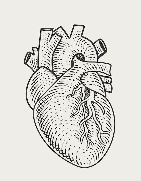 Illustration human heart engraving style