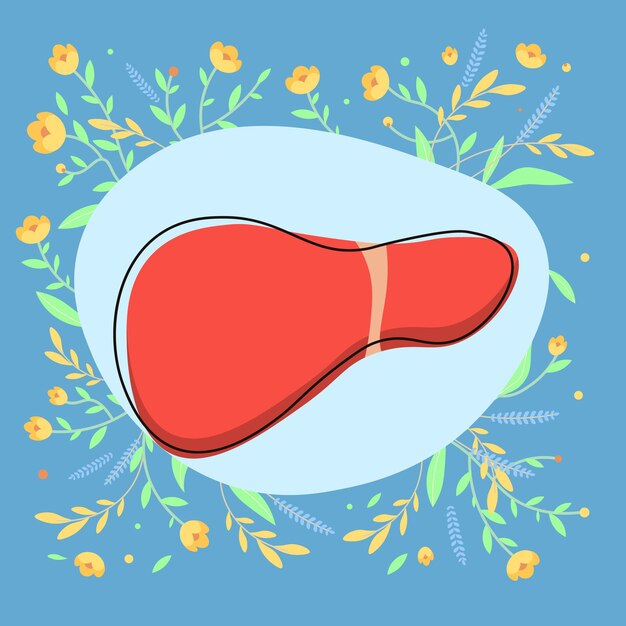 Vector illustration of a human inner organ liver with flowers around