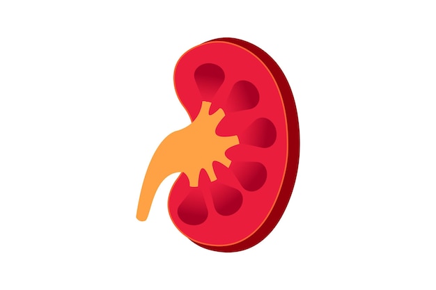 Vector illustration of human kidney cross section of kidney eps 10
