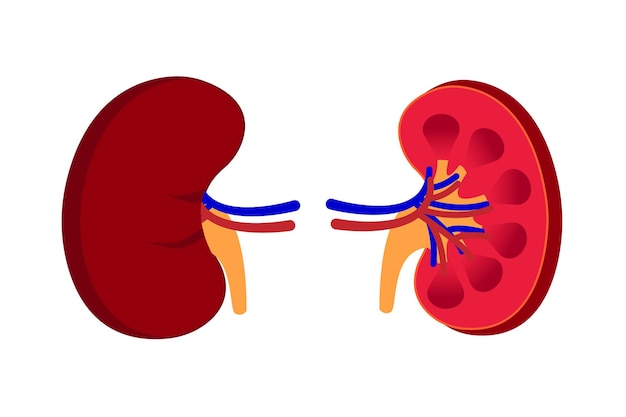 Vector illustration of human kidney cross section of kidney eps 10