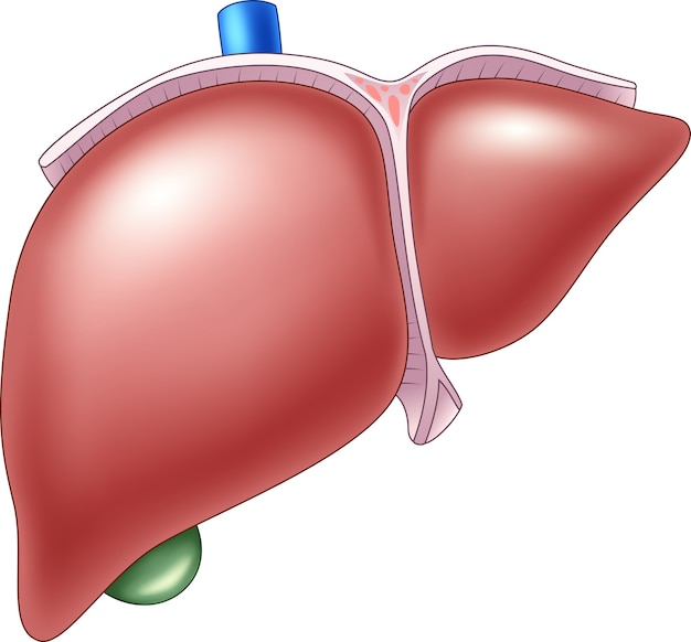 illustration of human liver anatomy
