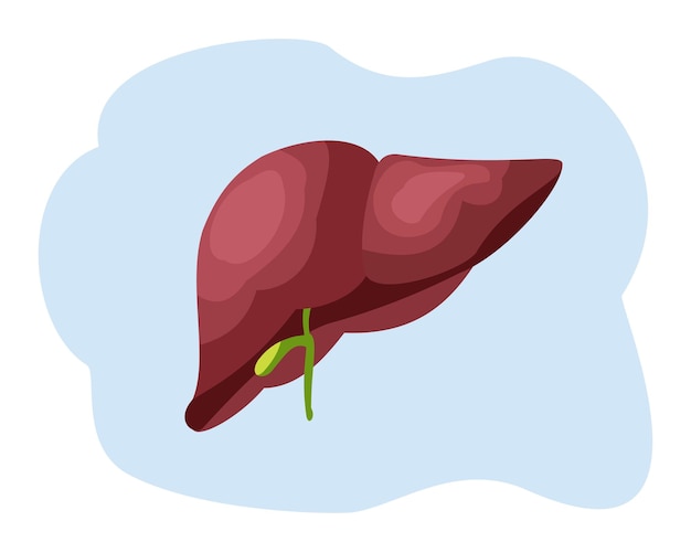 illustration of human liver organ liver organ vector flat design human organ