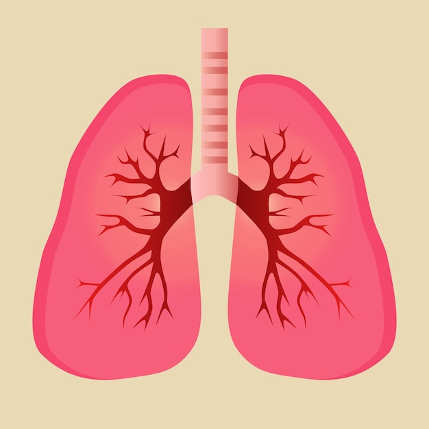 Illustration of human lungs