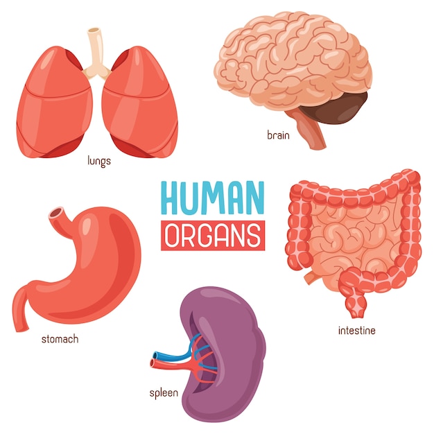 Illustration Of Human Organs