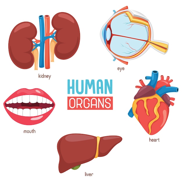 Illustrazione degli organi umani
