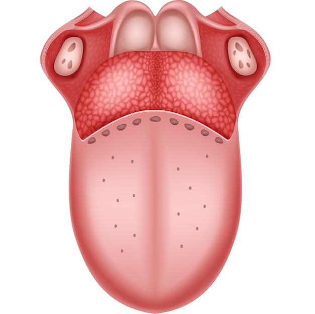 Illustrazione dell'anatomia della lingua umana