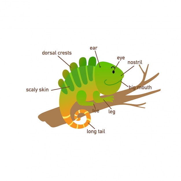 Vector illustration of iguana vocabulary part of body.vector