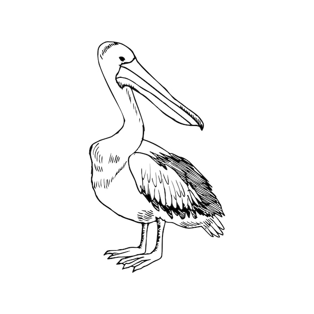 Вектор Иллюстрация в стиле pelican art ink