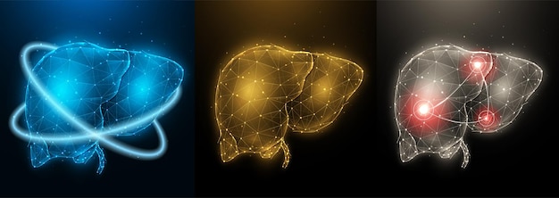 Illustration of inflamed diseased human liver, healthy liver and recovery of liver functions