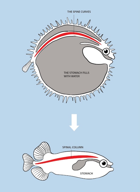 Vector illustration of inflated fish infographic