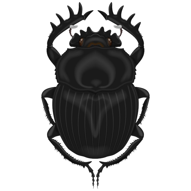 Illustration of insect dung beetle