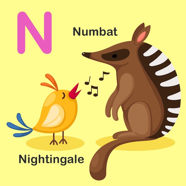 イラスト分離動物アルファベット文字N-Numbat、ナイチンゲール