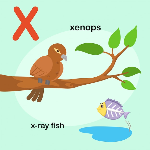 그림 격리 된 동물 알파벳 문자 Xx 선 물고기, Xenops. 벡터