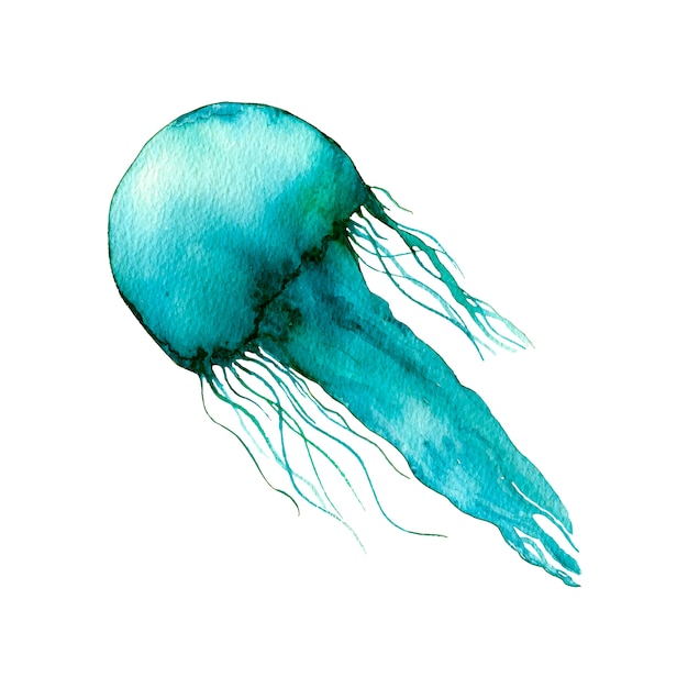 Vettore illustrazione di meduse. tema del mare.