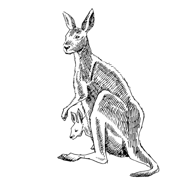 Vector illustration of kangaroo's hand