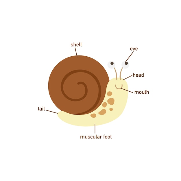 Bodyvector의 캥거루 어휘 부분의 일러스트