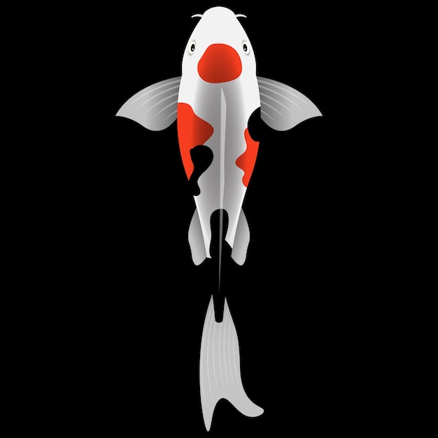 Vector illustration of koi fish on black