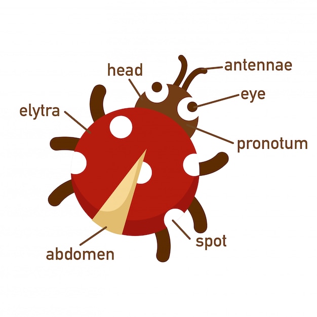 Illustration of ladybug vocabulary part of body.vector