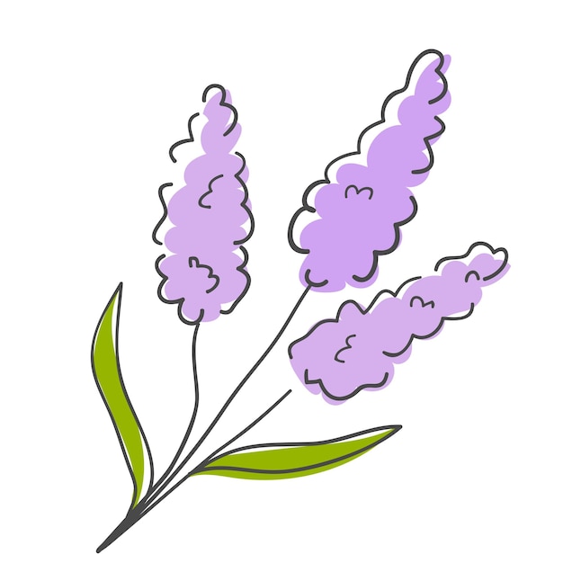 Illustration of lavender flowers