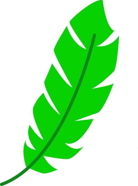 Illustration of leaf