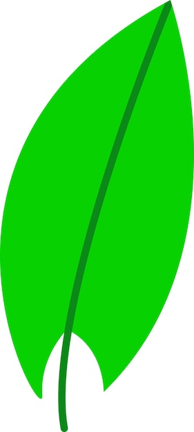 Illustration of leaf