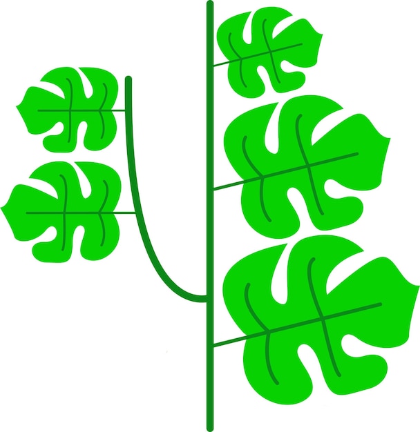 Illustration of leaf