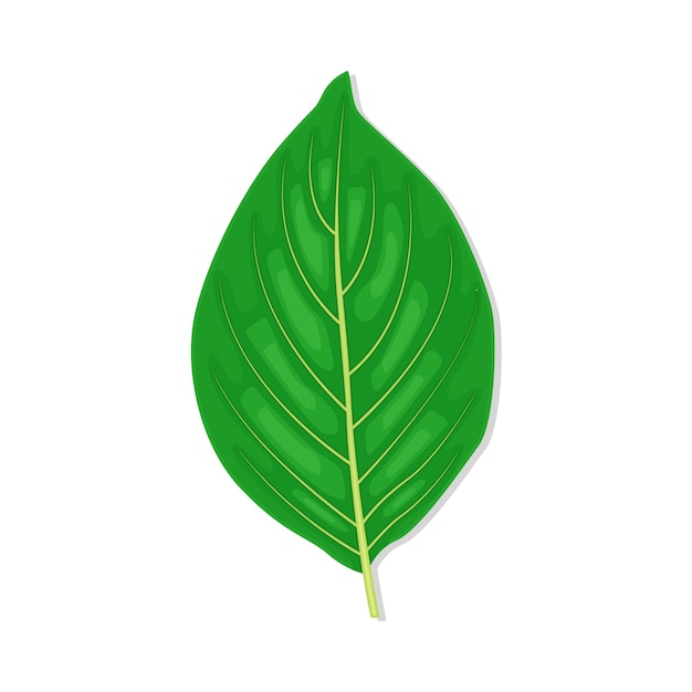 Vector illustration of leaf