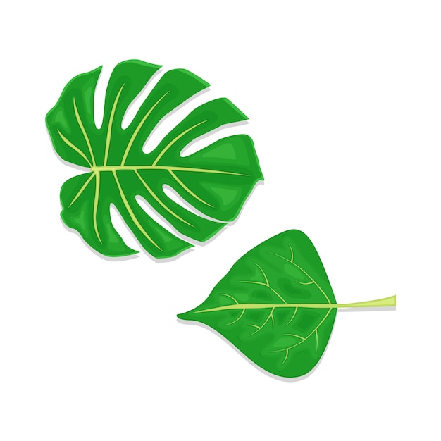 Vector illustration of leaf