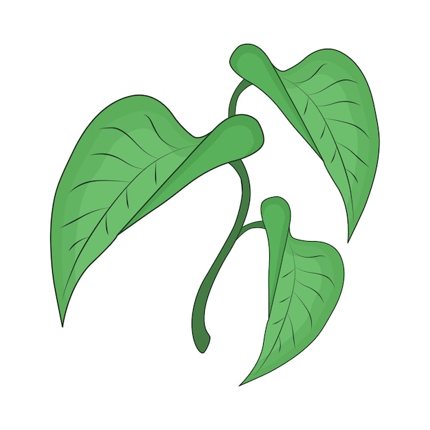 illustration of leaf