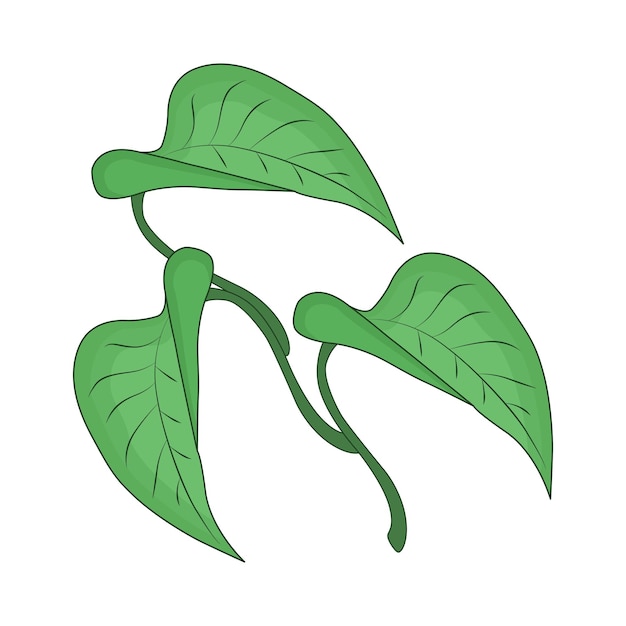 illustration of leaf