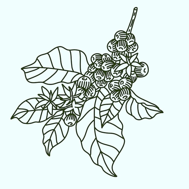 Vector illustration of leaves and coffee beans with lineart