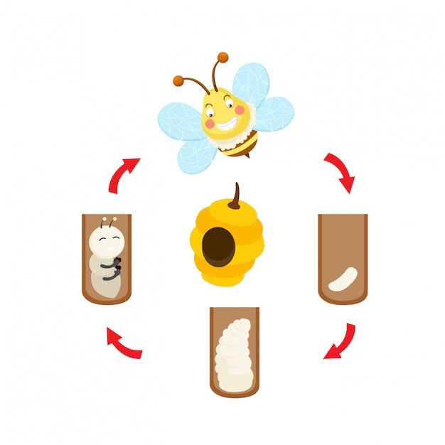 Illustration life cycle bee vector