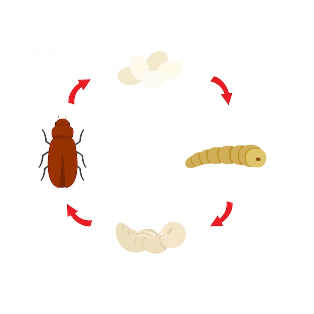 illustration life cycle mealworm vector
