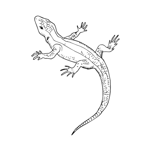 Vector illustration in lizard art ink style
