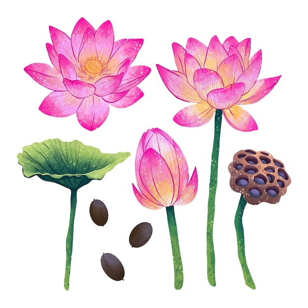 Vector illustration lotus flower in different angles lotus seeds leaf box digital