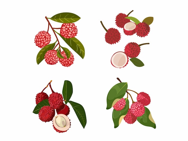 Vector illustration of a lychee fruit