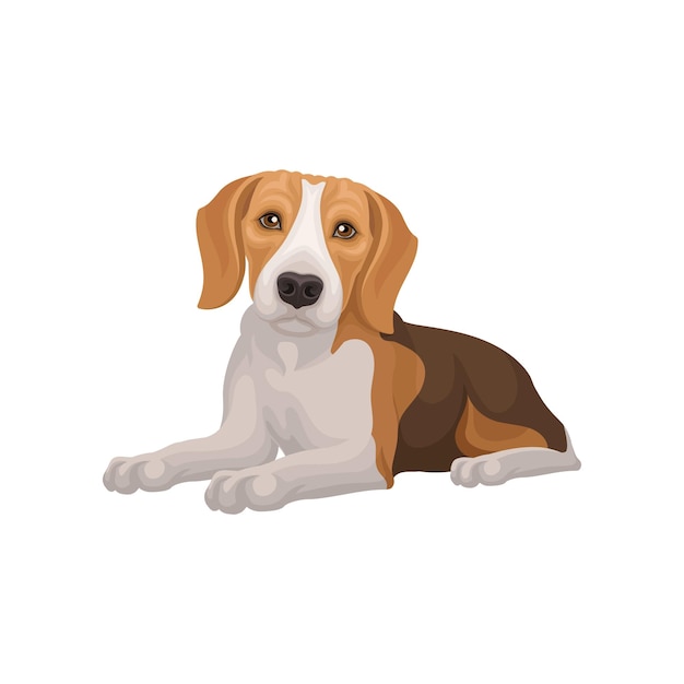 Vector illustration of lying beagle dog small puppy with cute muzzle domestic animal with brownwhite fur decorative graphic element for pet food packaging flat vector design isolated on white background