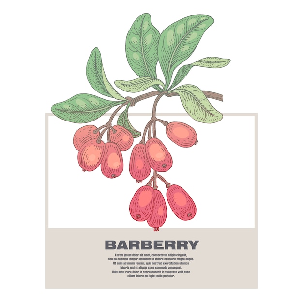 Vector illustration of medical herbs barberry.