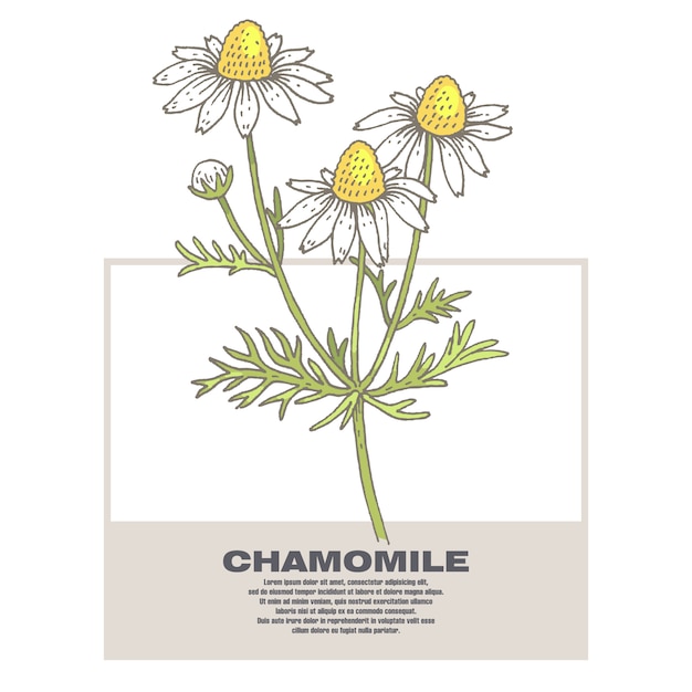 Illustration of medical herbs chamomile.