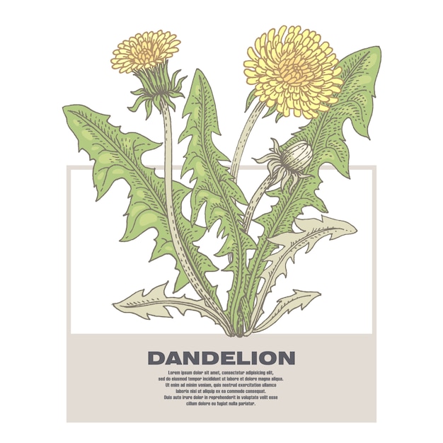 Vector illustration of medical herbs dandelion.