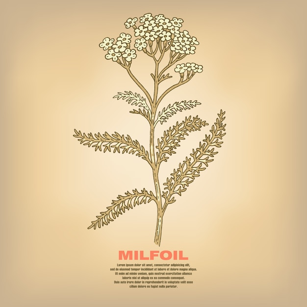 Vector illustration of medical herbs milfoil.