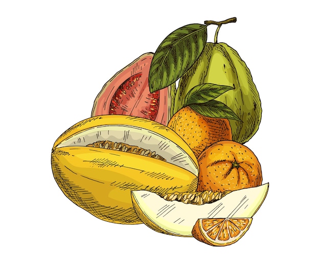 Vettore illustrazione di melone arancione e guava sketch