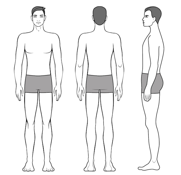 Vector illustration of men's body and male anatomy front back and side view